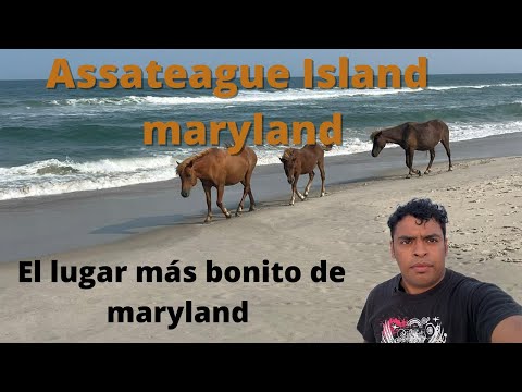 Video: Costa nacional de la isla de Assateague