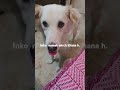 #animallover #doglover #shorst