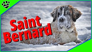 Top 10 Facts About Saint Bernard Dogs 101