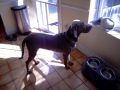 Be a lady shayne  weimaraner from boston
