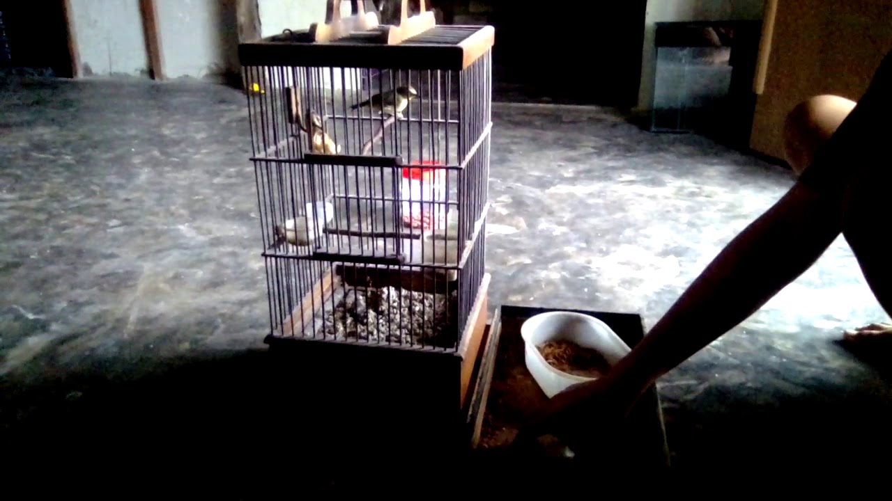 Burung pleci pangka 