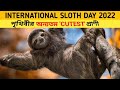 INTERNATIONAL SLOTH DAY HAPPY SLOTH DAY 2022 20 OCTOBER CUTEST ANIMALS IN THE WORLD IN BENGALI INTERNATIONAL SLOTH DAY HAPPY SLOTH DAY 2022 20 OCTOBER CUTEST ANIMALS IN THE WORLD IN BENGALI