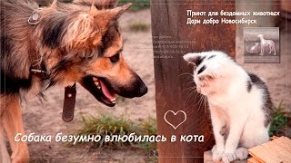 Собака безумно влюбилась в кота priyut dari dobro Novosibirsk Собака безумно влюбилась в кота priyut dari dobro Novosibirsk