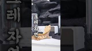 당신이 비바리움에서 키우지 못했던 이유! #크레스티드게코 #도마뱀 #파충류