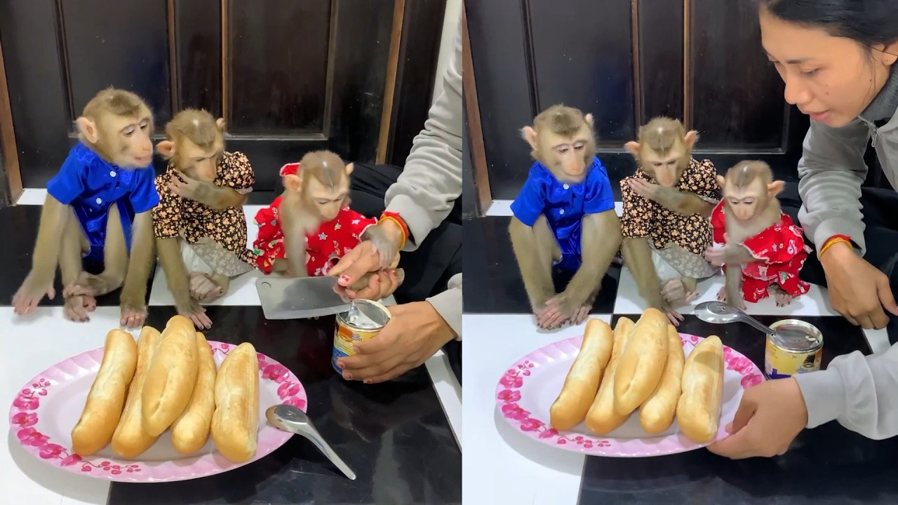 Snack Time! Three Dressed-Up Monkeys Eat Bread & Sweet Milk