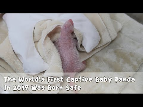 The World's First Captive Baby Panda In 2019 Was Born Safe | iPanda