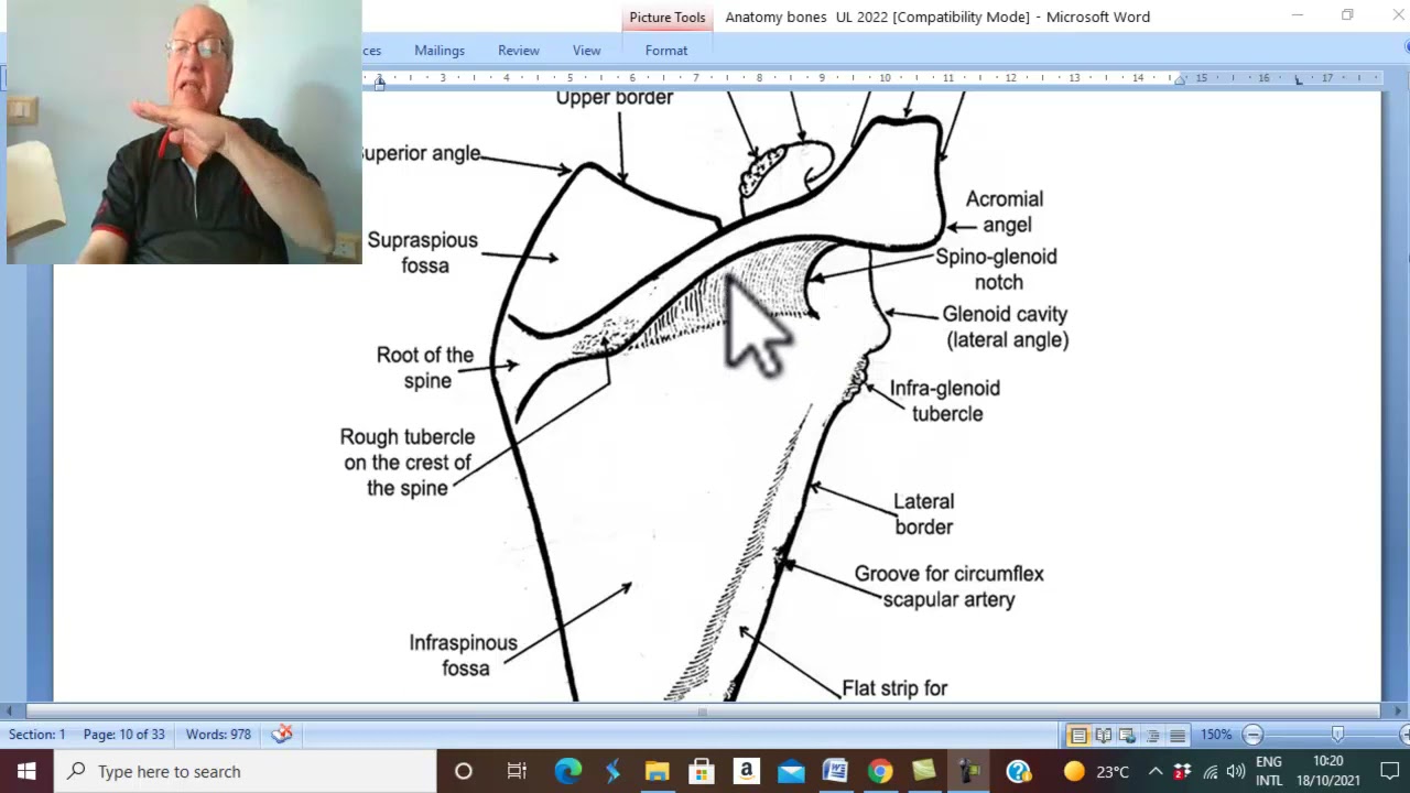 Musculo-skeletal Module I in Arabic 3 ( Scapula ) , by Dr. Wahdan