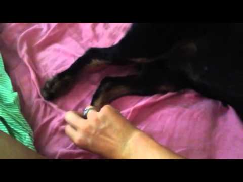 Doug's Cross Extensor Reflex