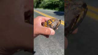 Not today, highway. #ecology #nature #turtle #explorenow #herping #wildlife #conservation #hike