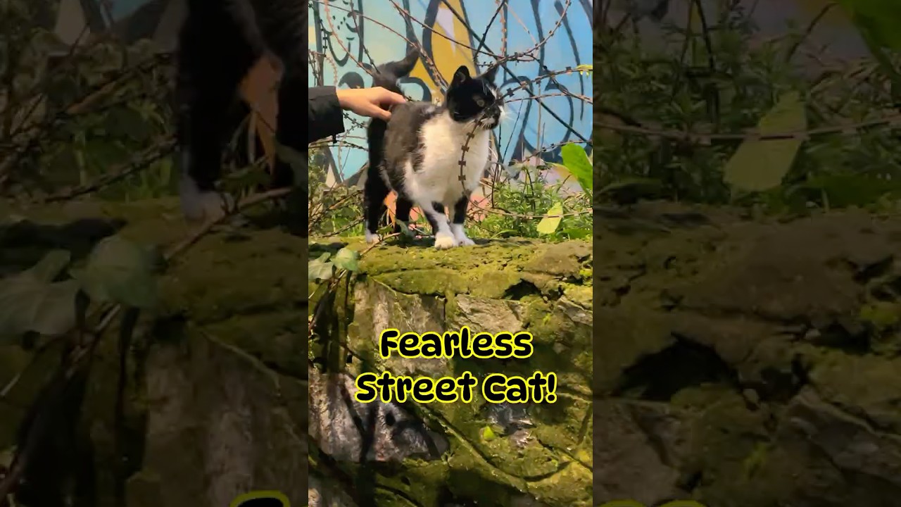 The Real Life Warrior Cat of the Streets! 🏆🐾 