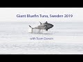 Giant Bluefin Tuna, Sweden 2019 - with team Darwin