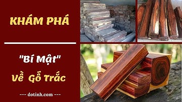 Gỗ trắc là gì? Cách phân biệt các loại gỗ trắc? Giá gỗ trắc bao nhiêu? | Đồ Gỗ Đỗ Tĩnh