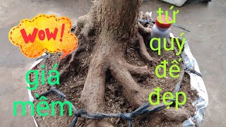 Gl Ae phôi mai tứ quý giá cả hợp lý nha LH Khánh nha0942642099zalo