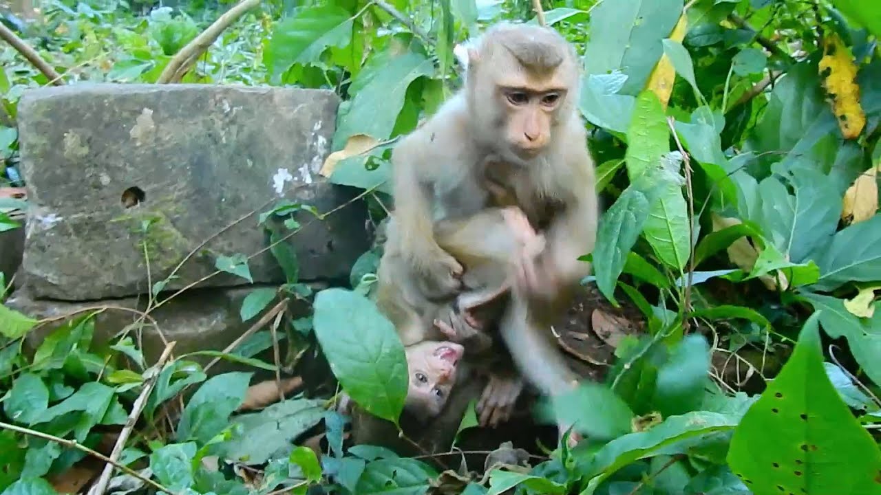 New abandoned baby girl temper angry for Sovana hug,Sovana hug&comfort new abandoned for stop angry