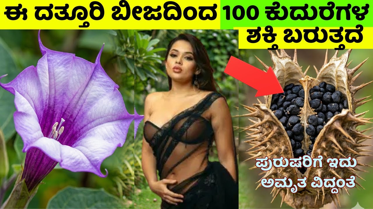 ಈ ದತ್ತೂರಿ ಬೀಜದಿಂದ 100 ಕುದುರೆಗಳಷ್ಟು ಶಕ್ತಿ ಬರುತ್ತದೆ ಅಂತೆ! ಪುರುಷರಿಗೆ ಇದು ಅಮೃತವೇ?