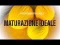 Maturazione Ideale Frutti Melone Giallo