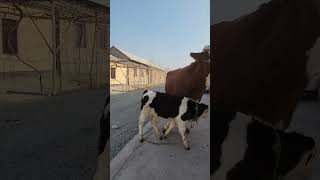 Sotiladi. 911201615