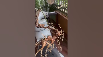 85gr cặp sâm ngọc linh chuẩn gen rừng kontum già đẹp mê mẩn #sâm_ngọc_linh_rừng #sâm_ngọc_linh_rừng