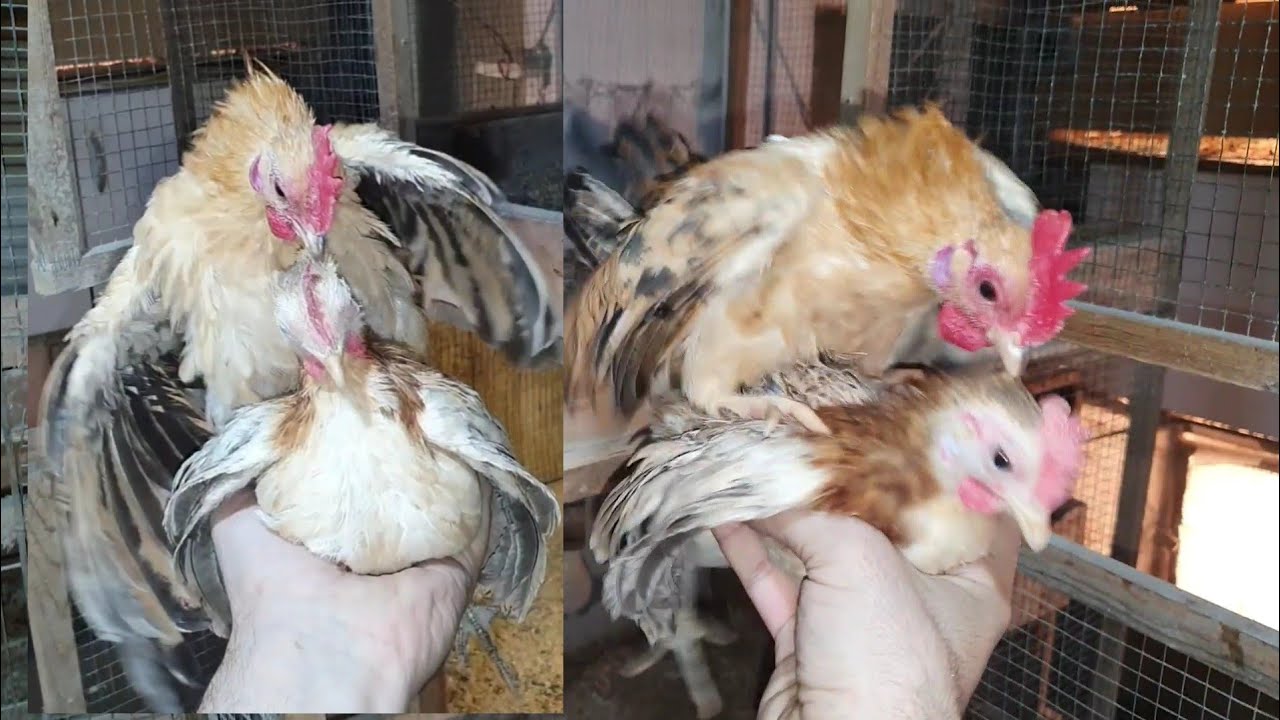 HOROZ NASIL AZDIRILIR ? 3 AYLIK SERAMA ERKEKLİK ISPATI #tavuk #horoz #yumurta #civciv #serama