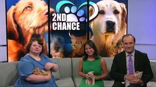 2nd Chance Pets: Red, Sandy and Buffy