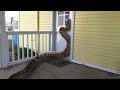 African Rock Python tries to Enter Home--Eats Rabbit Instead (Time Lapse X5)