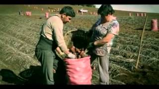 Minidocumental de la papa carahue /araucania