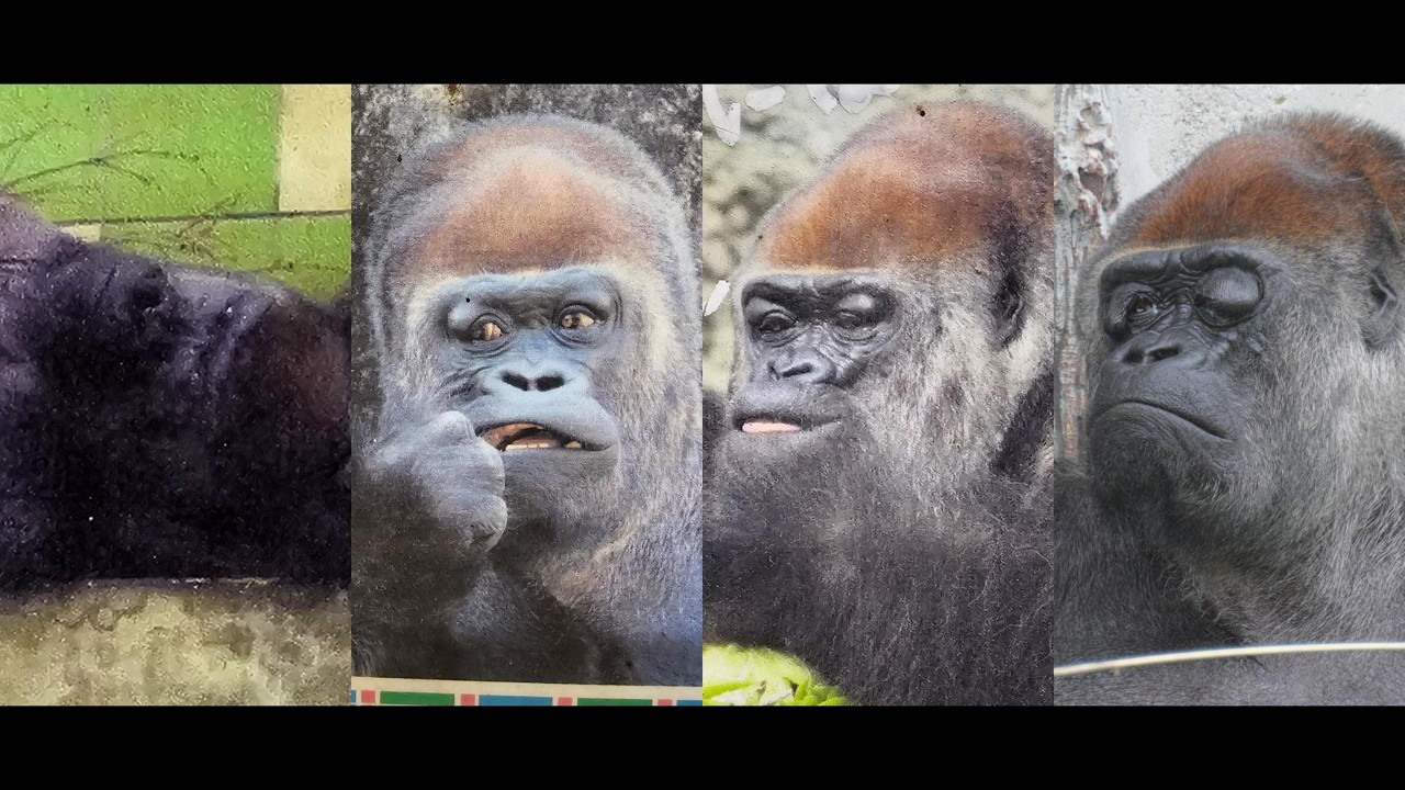 Where is Gorilla Show Hamamatsu City Zoo, Gorilla, 202604 - YouTube Where is Gorilla Show Hamamatsu City Zoo, Gorilla, 202604 - YouTube