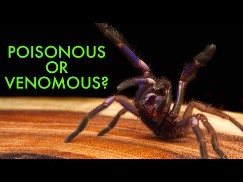 Video: Jsou kob altově modré tarantule jedovaté?