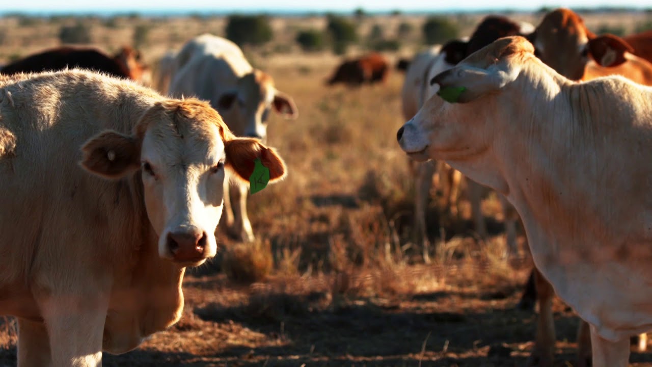Meat & Livestock Australia look to Transform their Industry with IoT