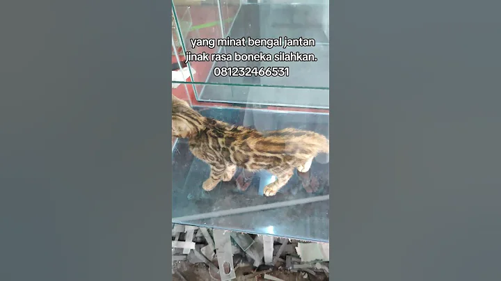 Video 7321711: funnycats pets catlover cats, catlover gatos pets funnycats, pets funnycats catlover cute, cats pets catlover funny