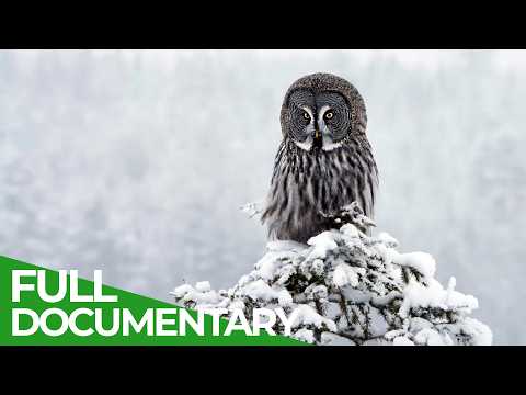 Arctic Wildlife in Lapland: The Heart of an Untamed Paradise