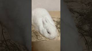 Милый Кролик Моти Отдыхает 🐰 #Животные #Кролик #Bunny #Rabbit #Домашниеживотные #Милыеживотные