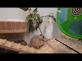 Hamster paaren sich & 4 Hamsterbabys