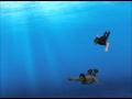 Underwater swimming djf4v
