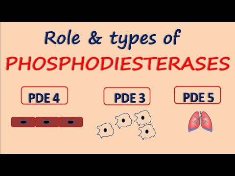 ਫਾਸਫੋਡੀਸਟਰੇਸ (PDE) | ਭੂਮਿਕਾ ਅਤੇ ਕਿਸਮ