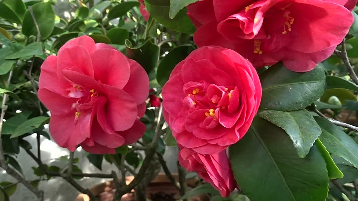 Camellia japonica Lady Campbell