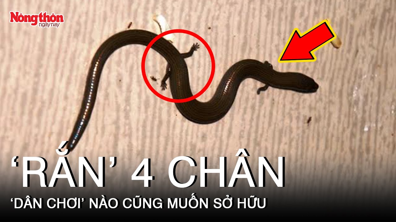 Kỳ lạ loài ‘rắn’ 4 chân khiến ‘dân chơi’ nào cũng muốn sở hữu | Báo ...