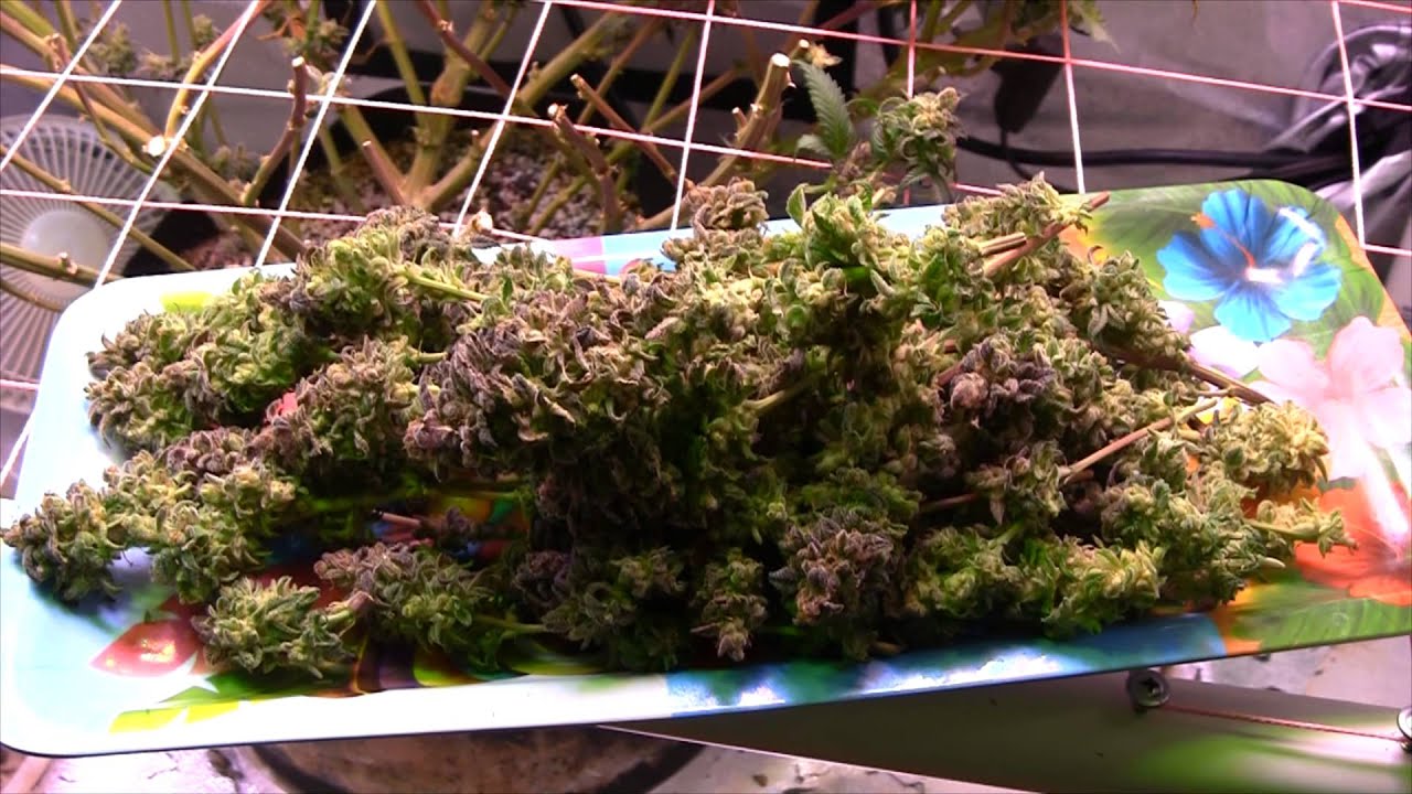 My First Grow! - Dinafem Blue Kush - Harvest! 2.65 (wet)