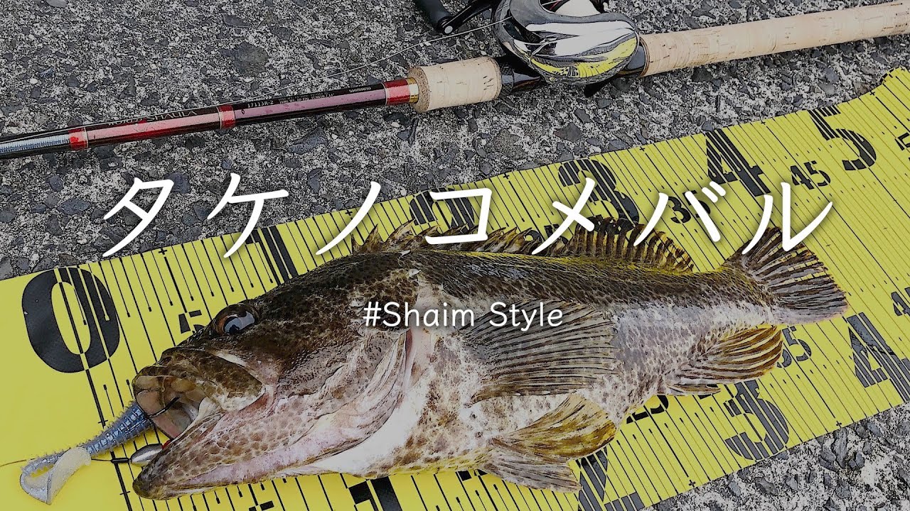 40upのタケノコメバルが捕食していた驚きのベイトサイズ Shaim Style