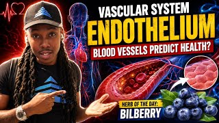 Your Blood Vessels May Predict Your Future Health… 🩸 | Endothelium Explained