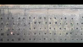 Sand Martins using the wall again