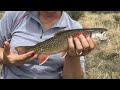 STOCKING RAINBOW TROUT AT THE LAKE WYOMING STONE RANGER WYOMING LIFE