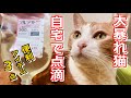 買ってよかったおすすめ 腎不全猫用点滴3点セット