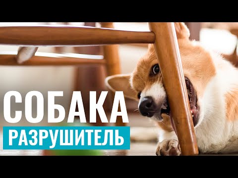 Видео: Как научить питбуля перестать жевать свои вещи