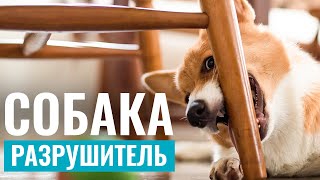 Щенок разрушает дом. Как объяснить собаке что нельзя портить вещи?