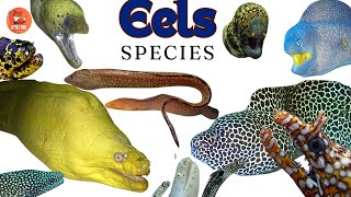 Eels Species | Amazing Types of Eels Species name in English for kids #kidslearning  #animals #eel