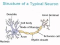 NEURON DIAGRAM