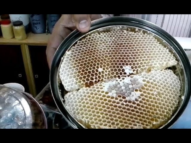 خنزيرة كرز خلاص  عسل السدر و السمر هو الأجود والأغلى في اليمن - YouTube