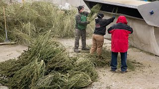 Scenes from Bucking: Hemp plants begin process to CBD oil