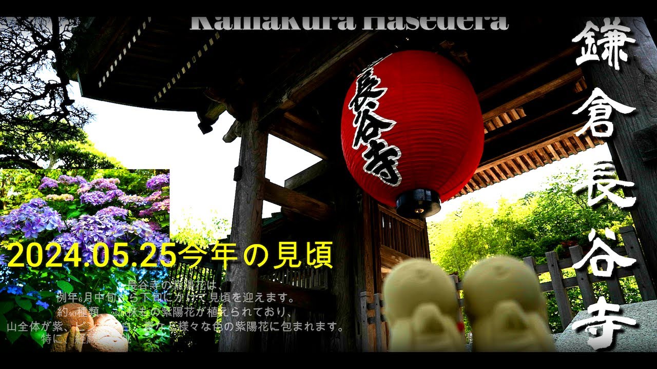 鎌倉 長谷寺の紫陽花と出世弁財天 Hydrangea and Shusse Benzaiten at Hasedera Temple in Kamakura